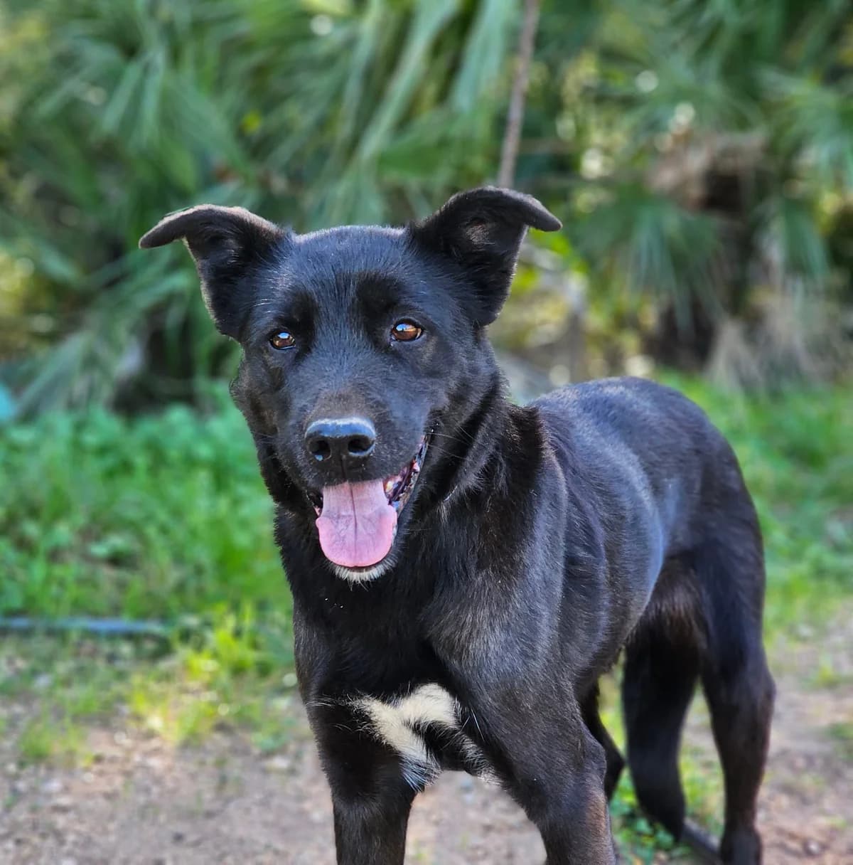 Millie, Mixed Breed (Tiere in Spanien e.V.)
