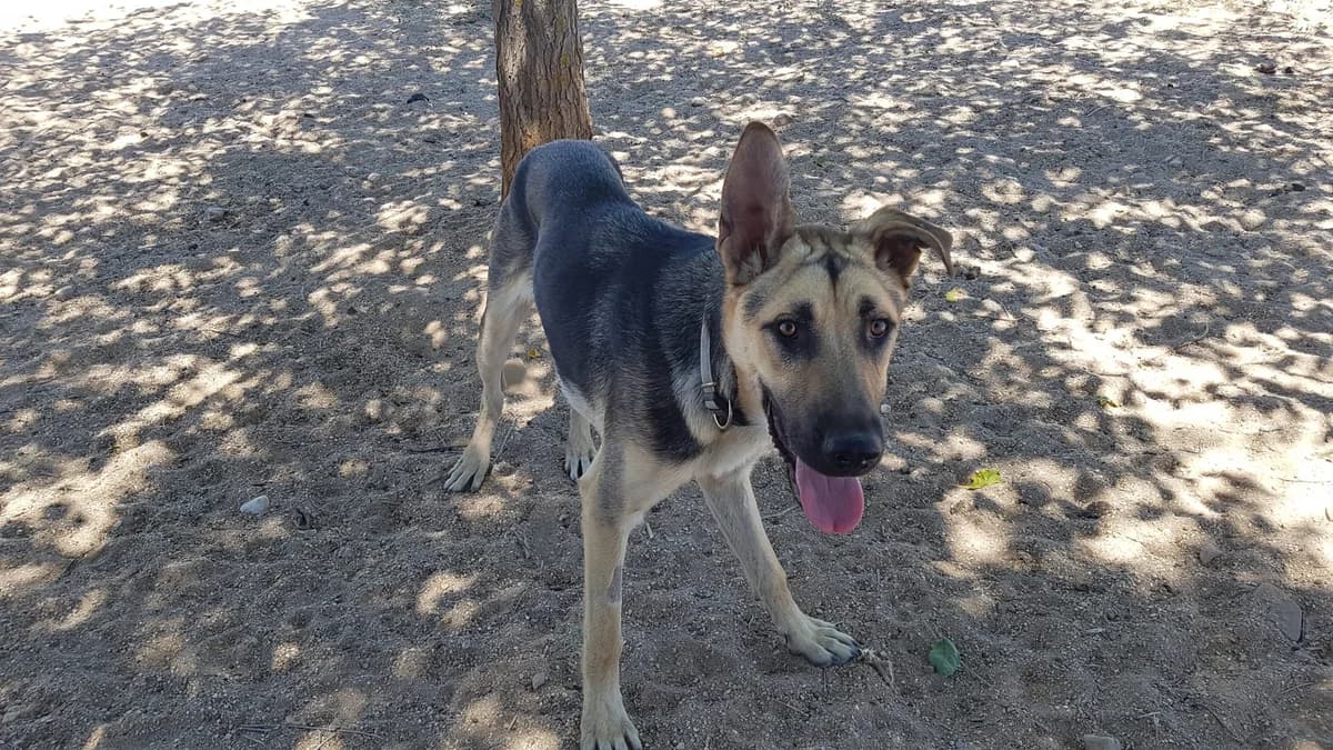 Mochuelo, male senior Mixed Breed for adoption at Tiere in Spanien e.V., Hamburg