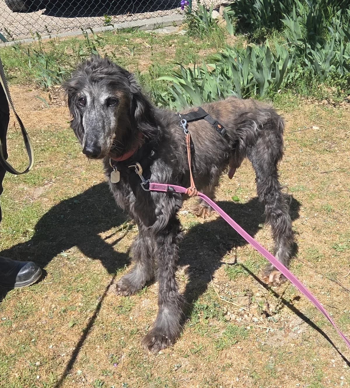 Moliere, female senior Mixed Breed for adoption at Tiere in Spanien e.V., Hamburg