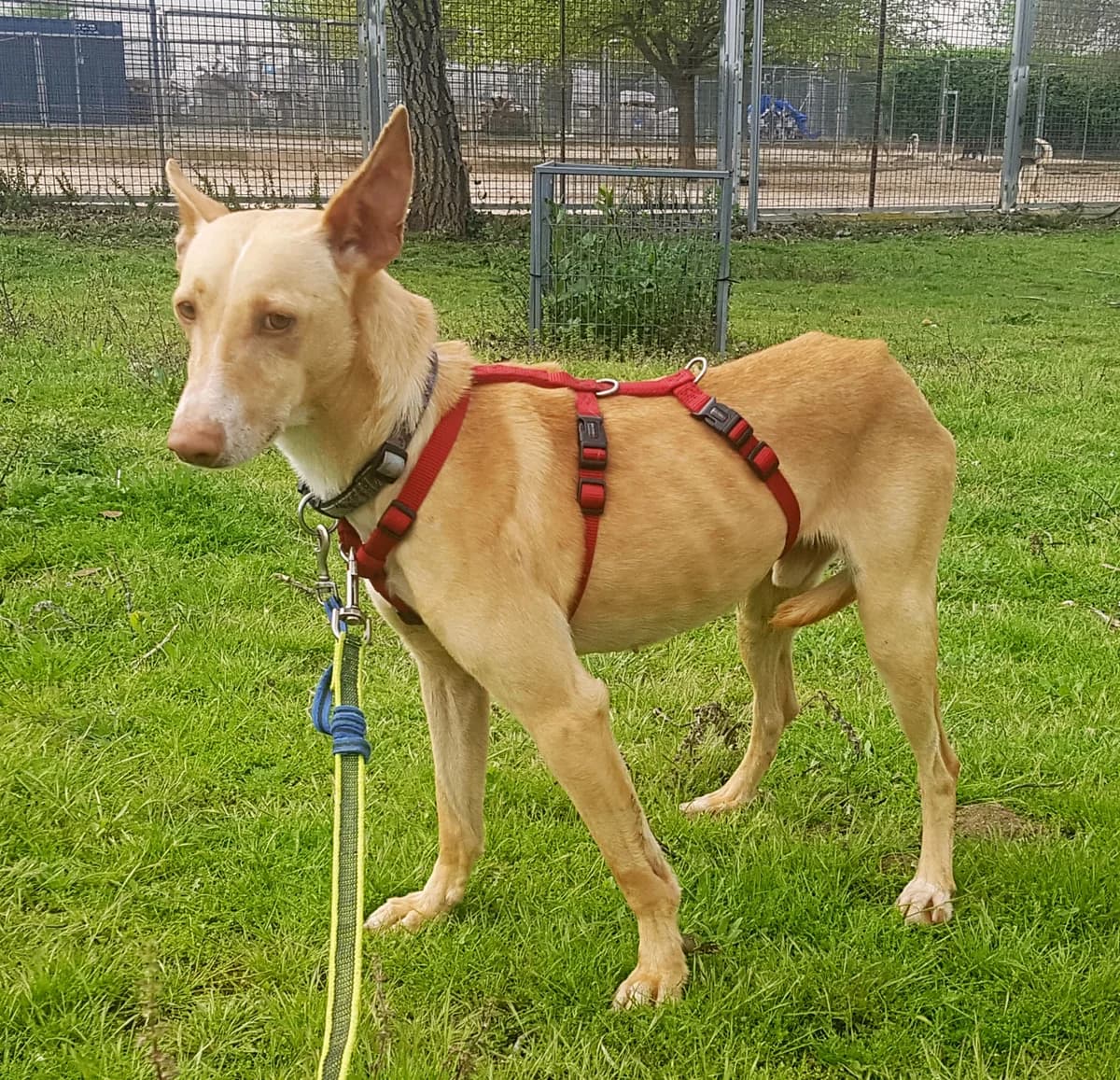 Musgo, female senior Mixed Breed for adoption at Tiere in Spanien e.V., Hamburg
