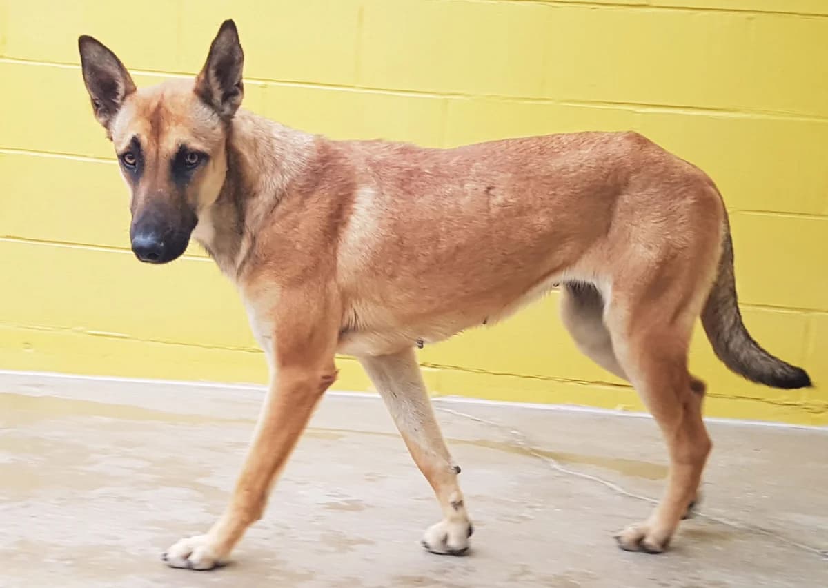 Nijar, female senior Mixed Breed for adoption at Tiere in Spanien e.V., Hamburg
