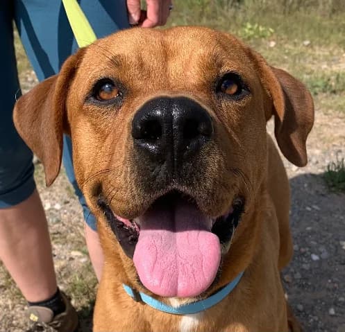 Otto, male senior Mixed Breed for adoption at Tiere in Spanien e.V., Hamburg