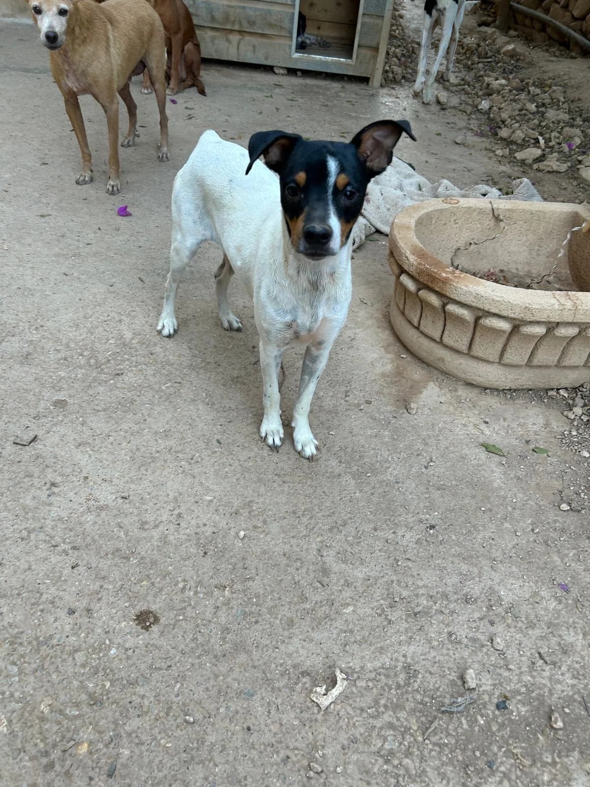 Paddy, male senior Mixed Breed for adoption at Tiere in Spanien e.V., Hamburg