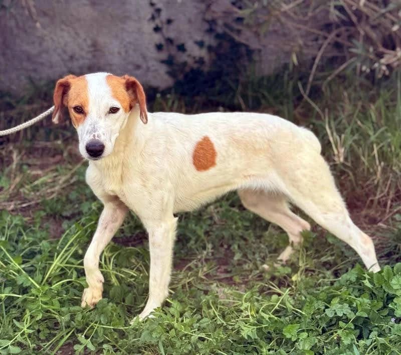 Paloma, female senior Mixed Breed for adoption at Tiere in Spanien e.V., Hamburg