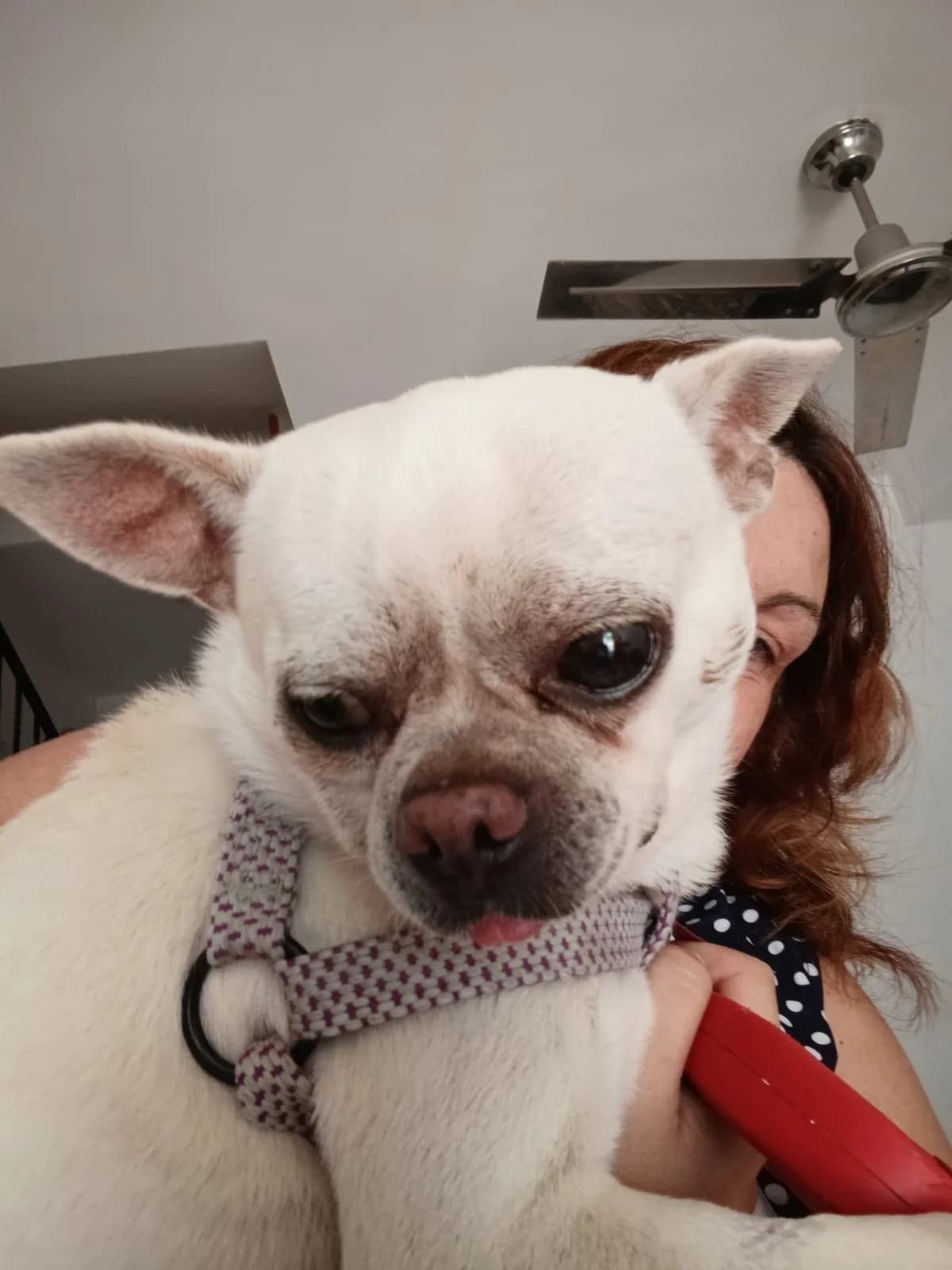 Pepito, male senior Mixed Breed for adoption at Tiere in Spanien e.V., Hamburg