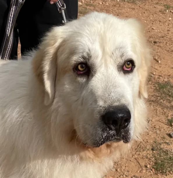 Pere, male senior Mixed Breed for adoption at Tiere in Spanien e.V., Hamburg