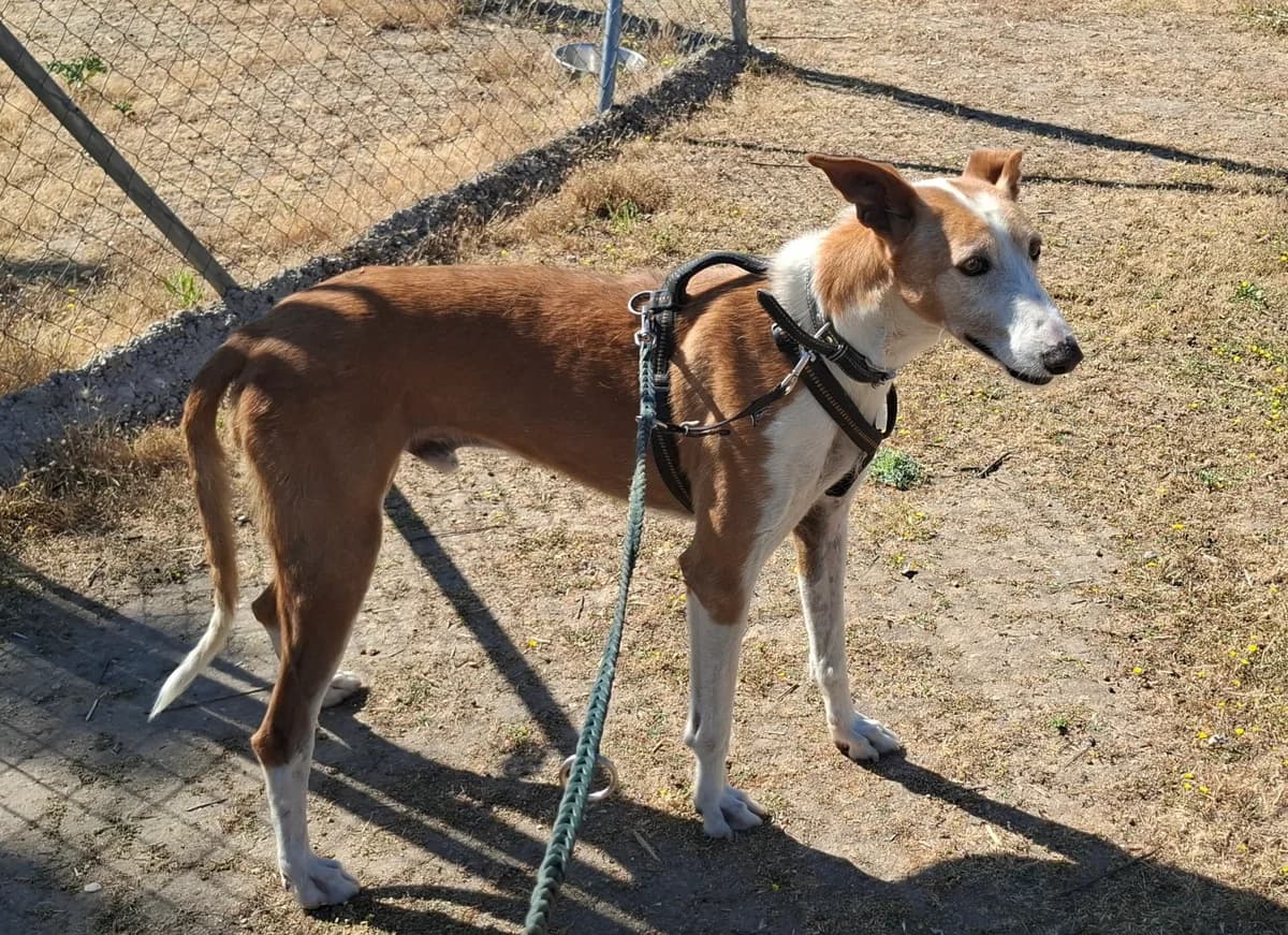 Peter, female senior Mixed Breed for adoption at Tiere in Spanien e.V., Hamburg