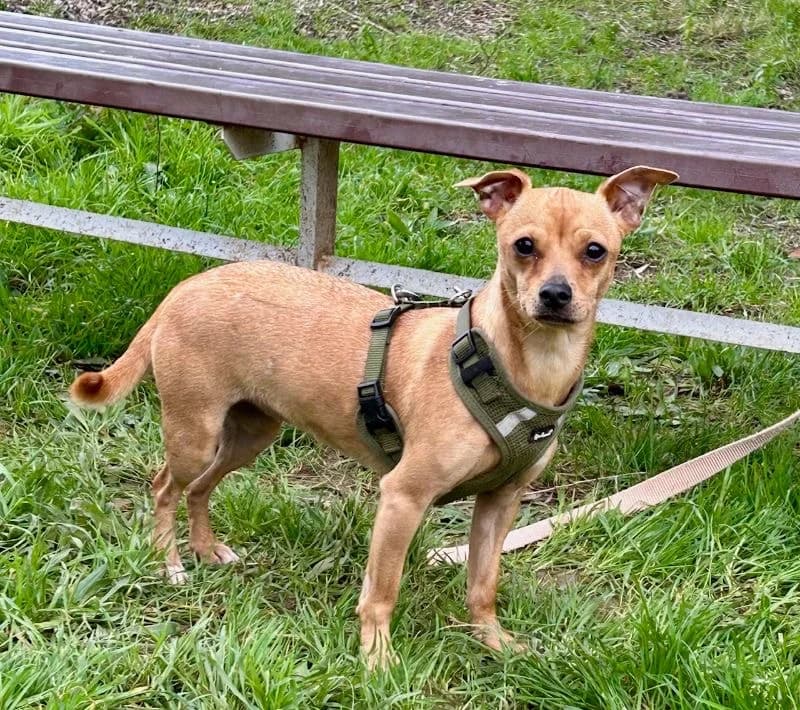 Pollila, female senior Mixed Breed for adoption at Tiere in Spanien e.V., Hamburg