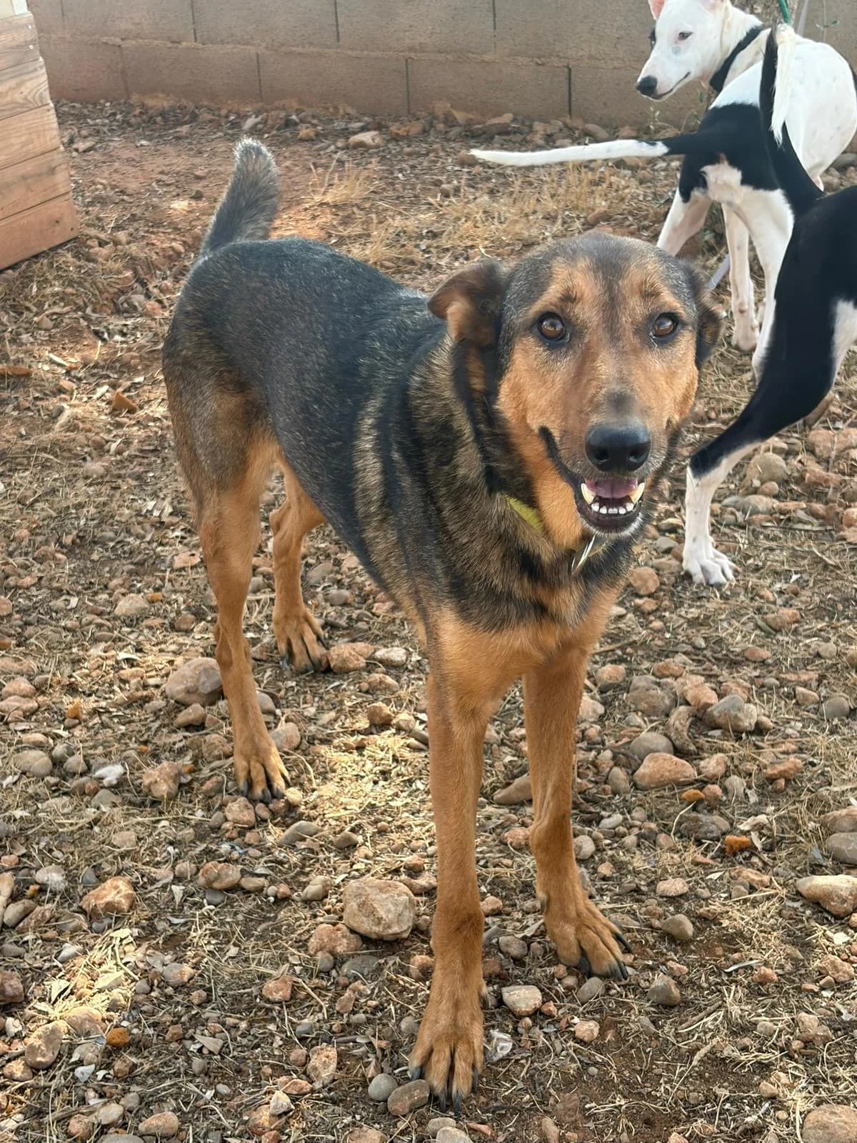 Robin, male senior Mixed Breed for adoption at Tiere in Spanien e.V., Hamburg
