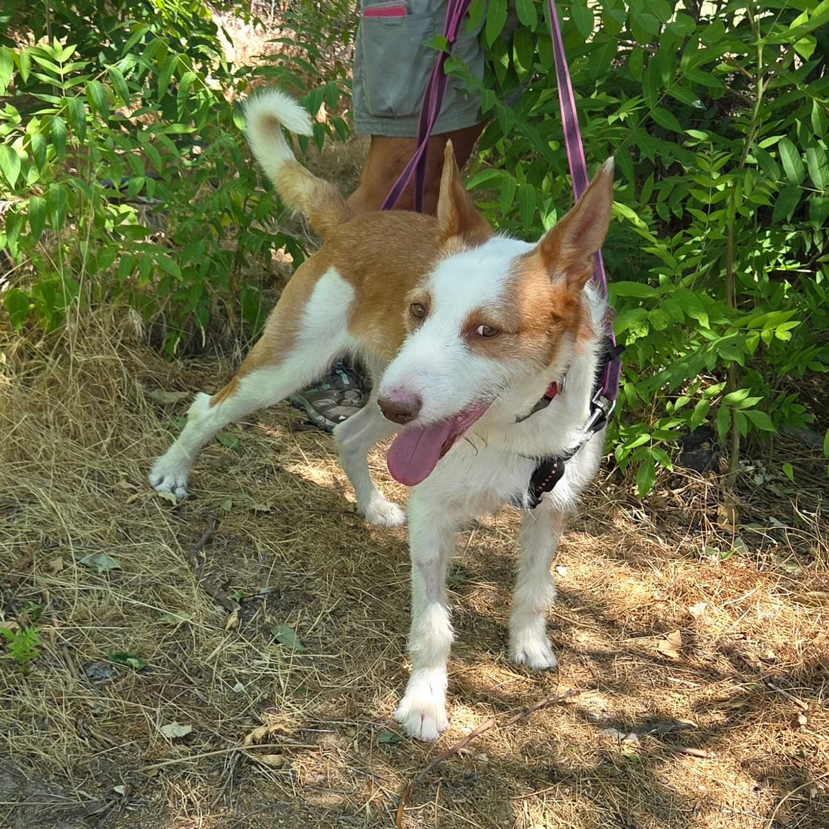 Roque, female senior Mixed Breed for adoption at Tiere in Spanien e.V., Hamburg