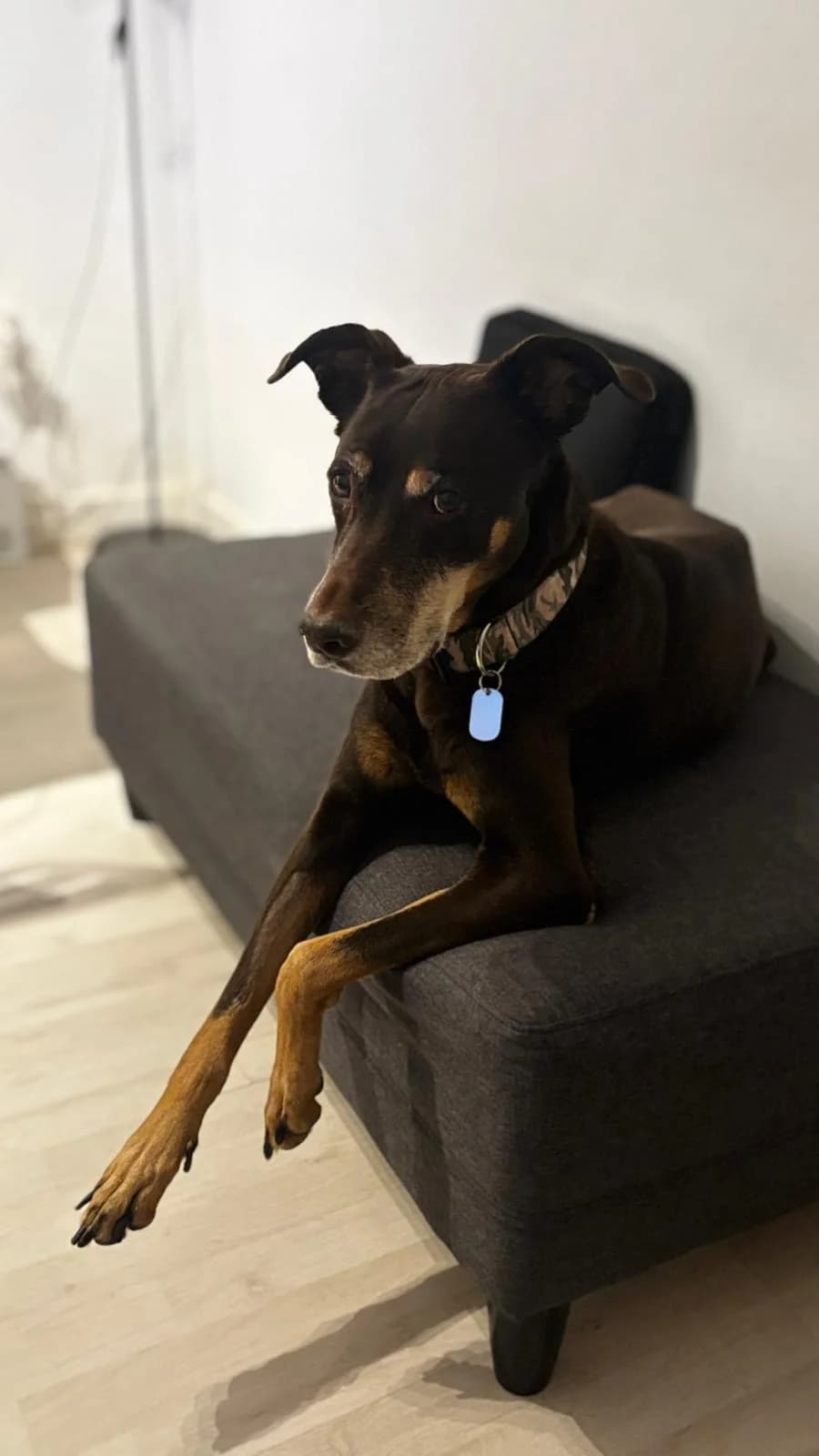 Sazca, Mixed Breed (Tiere in Spanien e.V.)