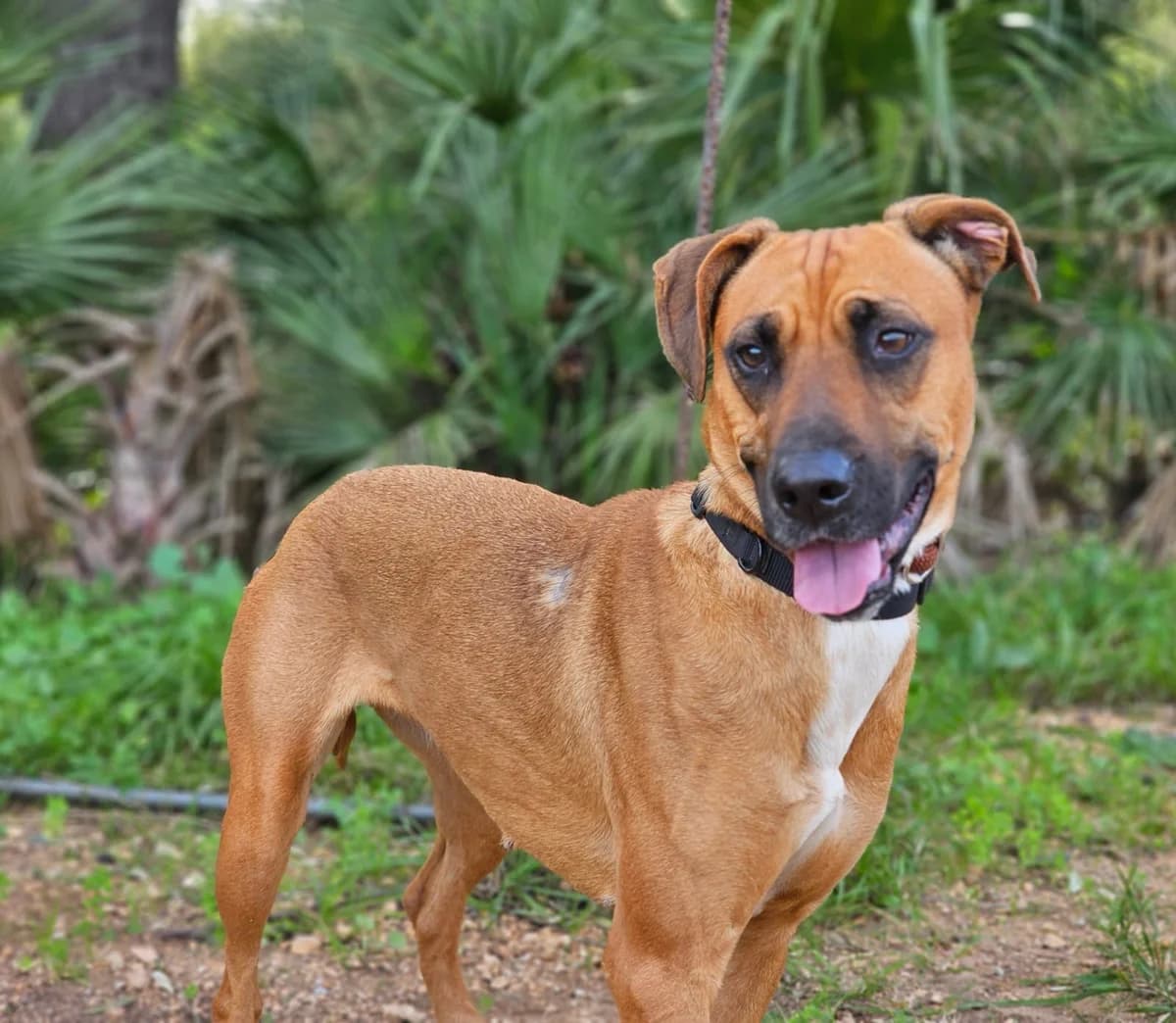 Seiya, female senior Mixed Breed for adoption at Tiere in Spanien e.V., Hamburg