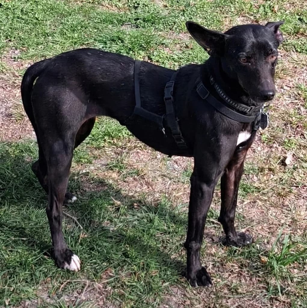 Sepia, female senior Mixed Breed for adoption at Tiere in Spanien e.V., Hamburg