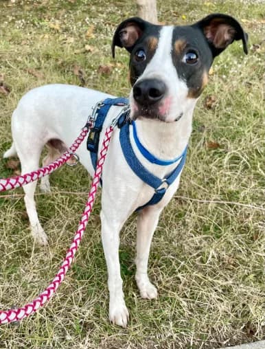 Simba, male senior Mixed Breed for adoption at Tiere in Spanien e.V., Hamburg