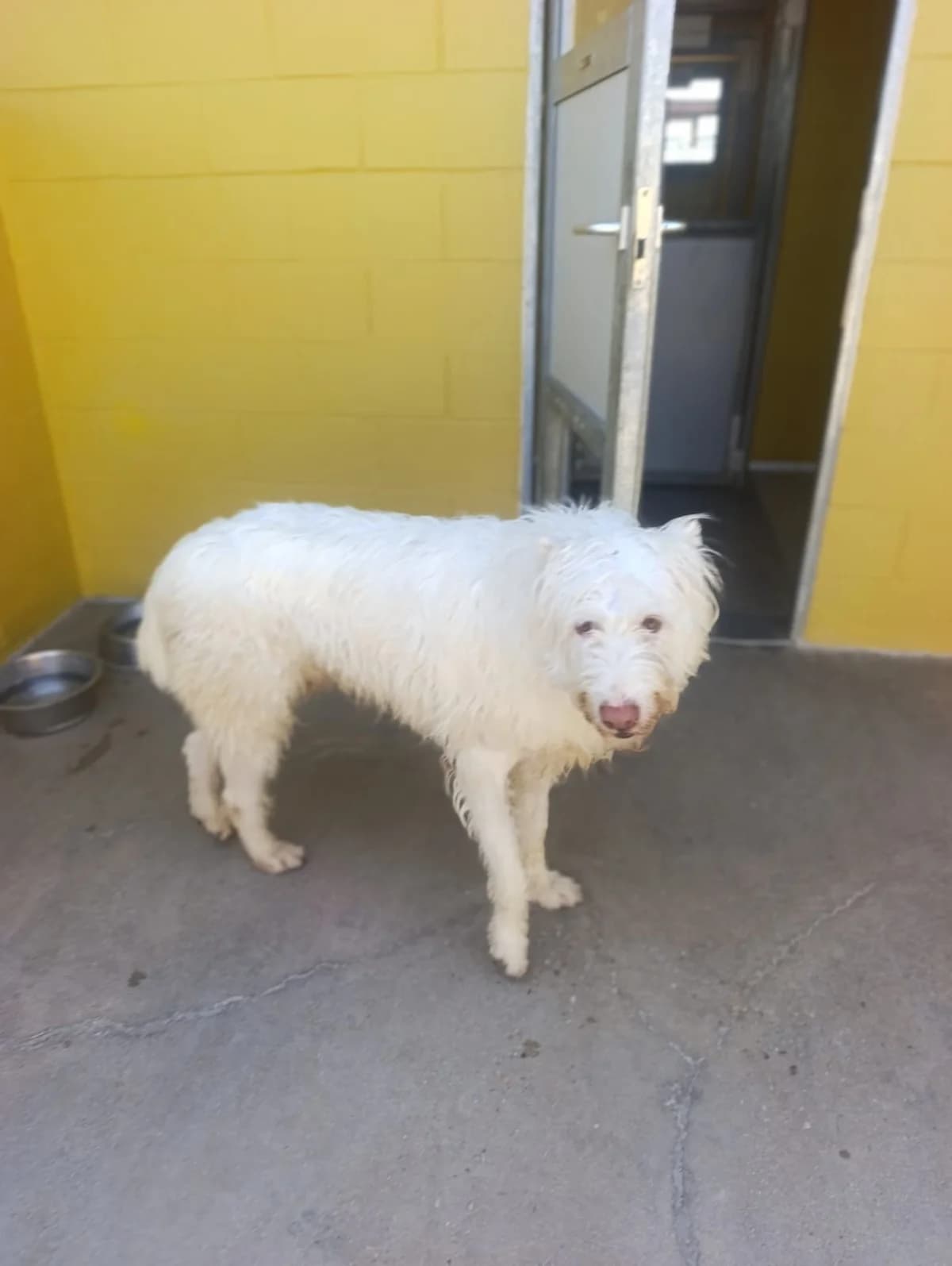 Simpa, female senior Mixed Breed for adoption at Tiere in Spanien e.V., Hamburg