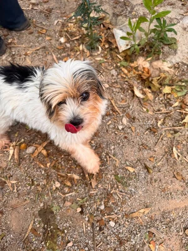 Sira, female senior Mixed Breed for adoption at Tiere in Spanien e.V., Hamburg