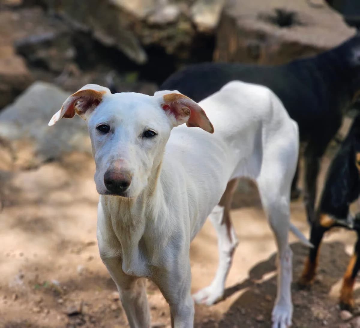 Stella, Mixed Breed (Tiere in Spanien e.V.)