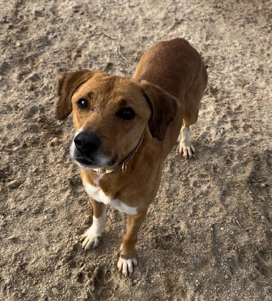 Tilo, female senior Mixed Breed for adoption at Tiere in Spanien e.V., Hamburg