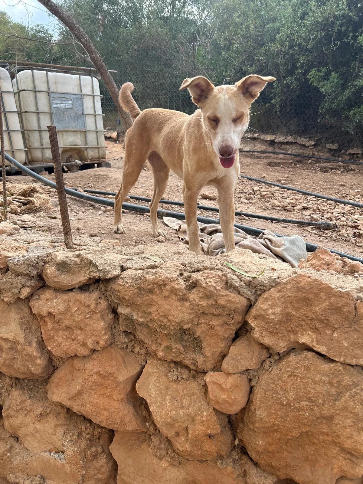 Tina, female senior Mixed Breed for adoption at Tiere in Spanien e.V., Hamburg