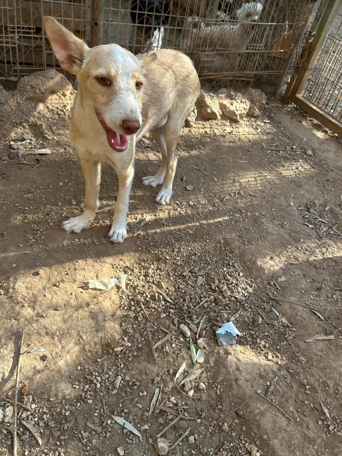 Toni,  senior Mixed Breed for adoption at Tiere in Spanien e.V., Hamburg