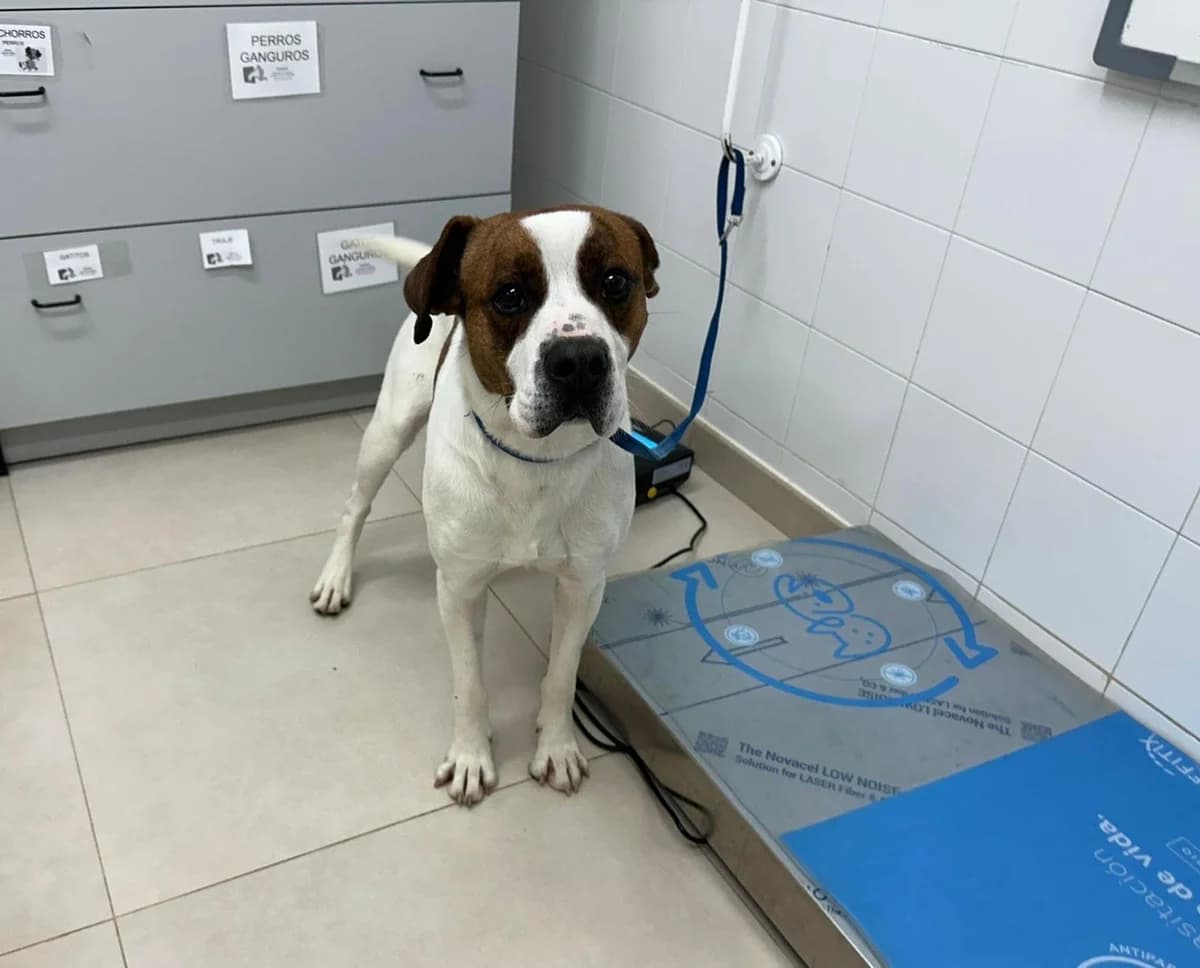 Tuis, Mixed Breed (Tiere in Spanien e.V.)