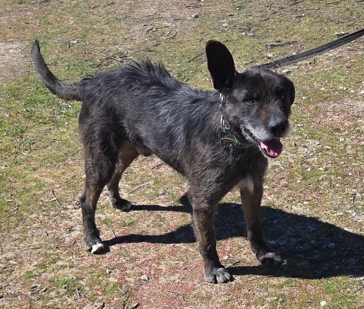 Vasco, Mixed Breed (Tiere in Spanien e.V.)