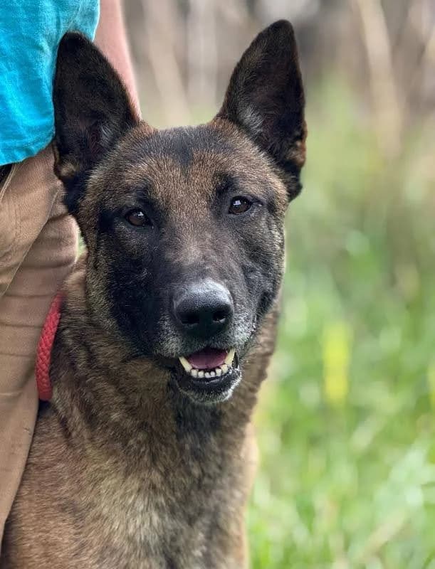 Versace, male senior Mixed Breed for adoption at Tiere in Spanien e.V., Hamburg