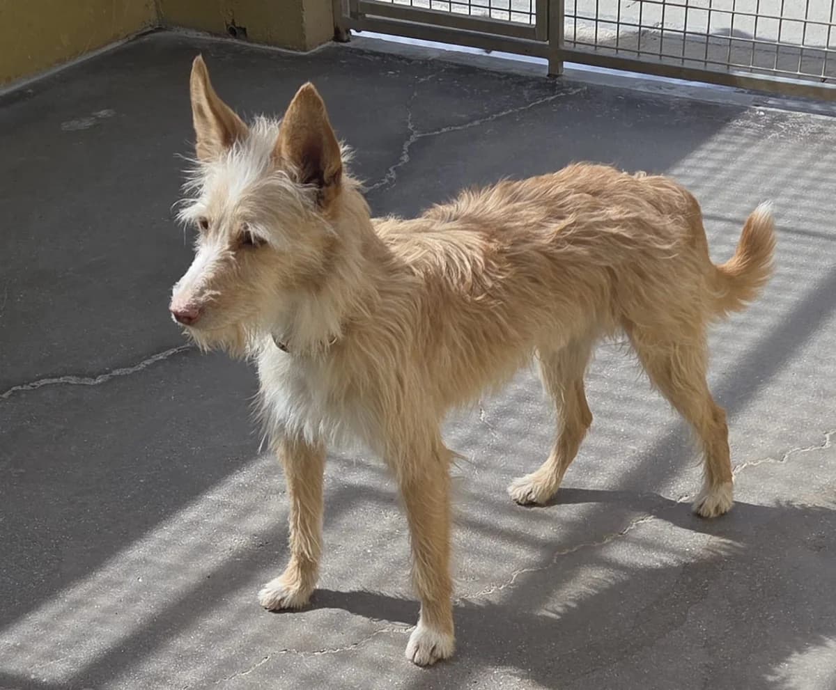 Viano, female senior Mixed Breed for adoption at Tiere in Spanien e.V., Hamburg