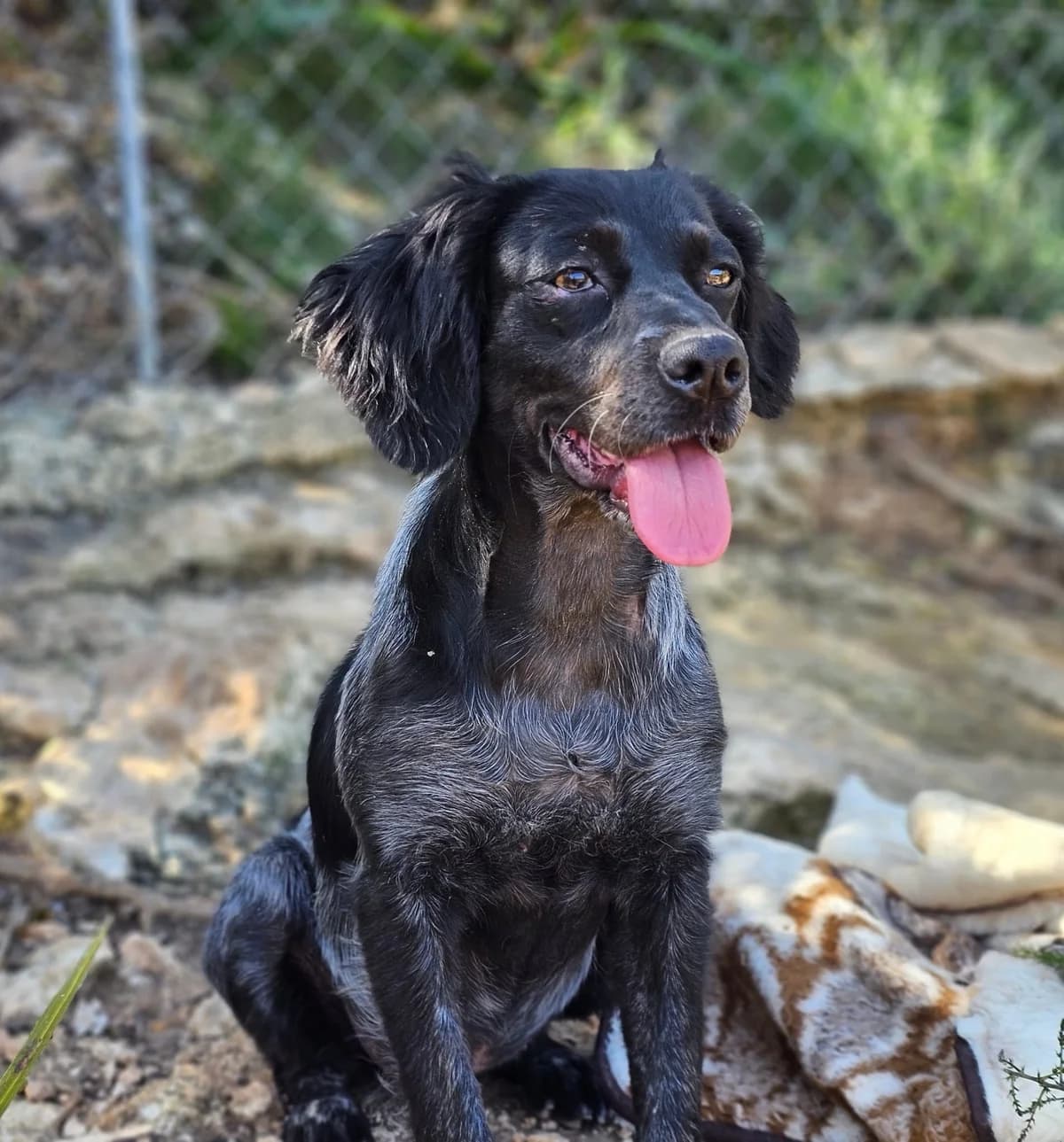 Winja, Mixed Breed (Tiere in Spanien e.V.)