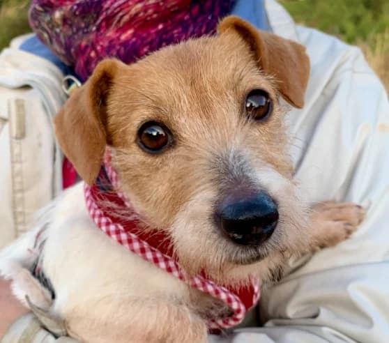 Winka, female puppy Mixed Breed for adoption at Tiere in Spanien e.V., Hamburg