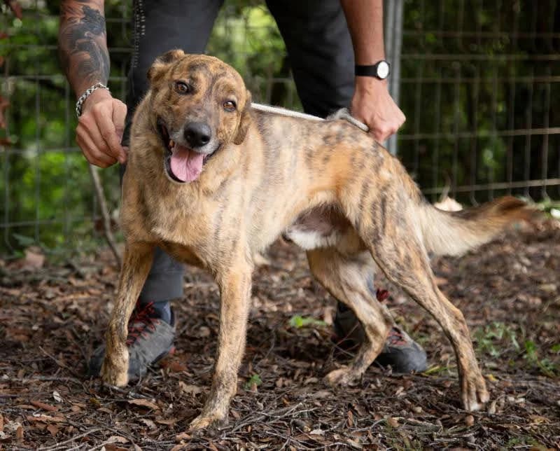Zeus, male senior Mixed Breed for adoption at Tiere in Spanien e.V., Hamburg