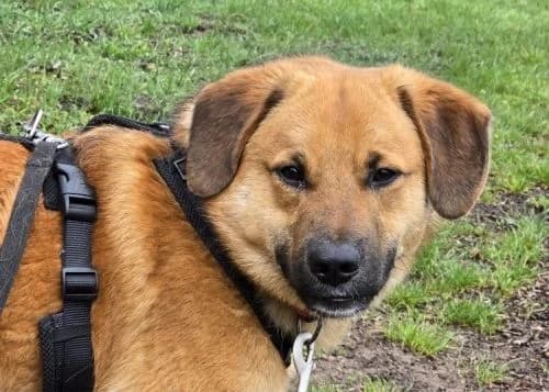 Aryo, male young Mixed Breed for adoption at Waldtierheim Celle