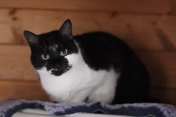 Bella,  6yo Mixed Breed for adoption at Waldtierheim Celle