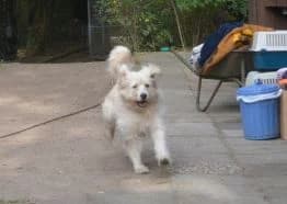 Bruce,  5yo Romanian Shepherd for adoption at Waldtierheim Celle