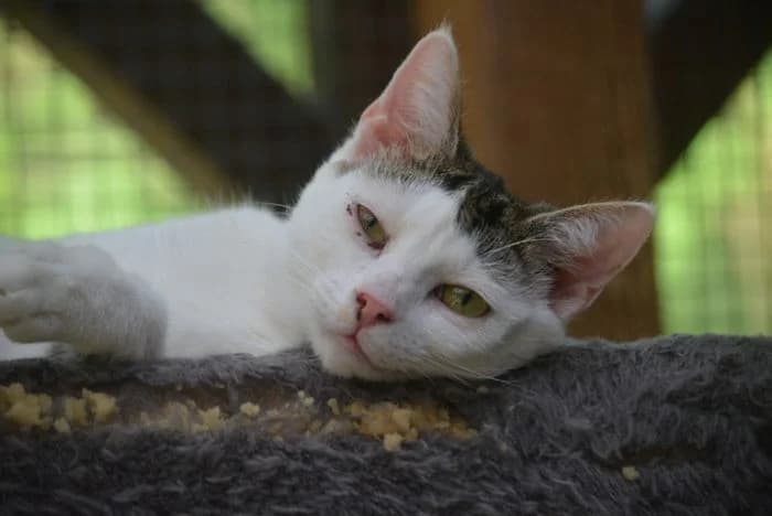 Chippy,  young Mixed Breed for adoption at Waldtierheim Celle