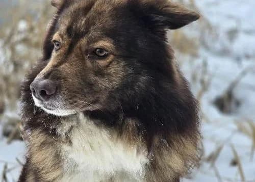 Cooper, male 4yo mixed breed for adoption at Waldtierheim Celle