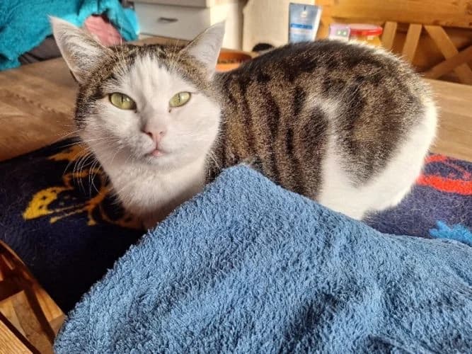 Daisy,  3yo Mixed Breed for adoption at Waldtierheim Celle