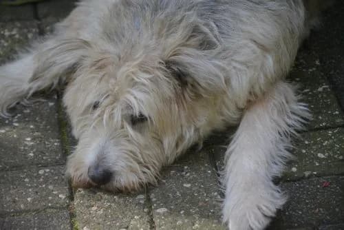 Dyana, female 7yo mixed breed for adoption at Waldtierheim Celle