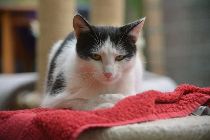 Findus, Mixed Breed (Waldtierheim Celle)