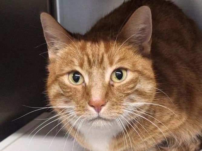 Harry, male 6yo Mixed Breed for adoption at Waldtierheim Celle