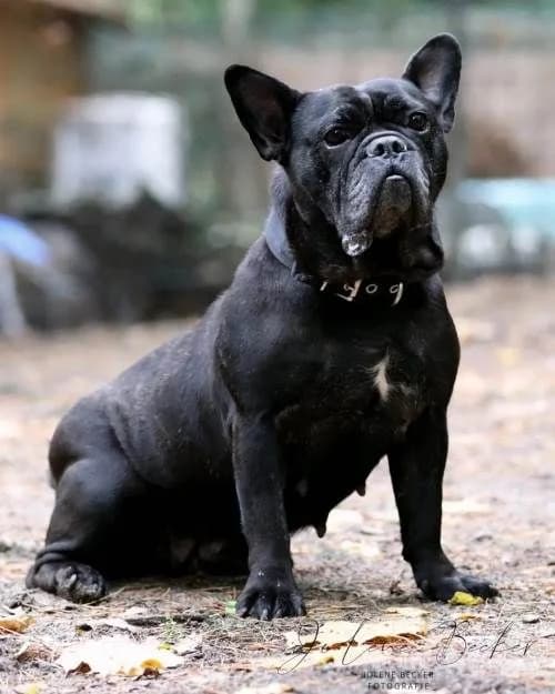Trude,  senior French Bulldog for adoption at Waldtierheim Celle