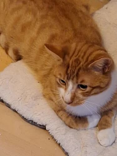 LEO, male young Mixed Breed for adoption at Waldtierheim Celle