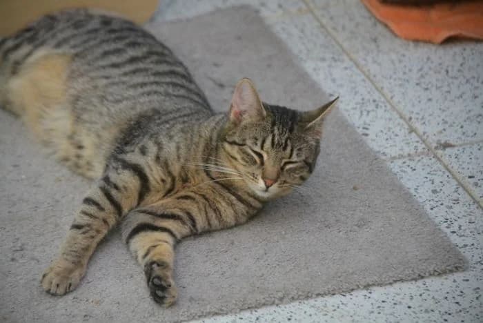 Maddie,  young Mixed Breed for adoption at Waldtierheim Celle
