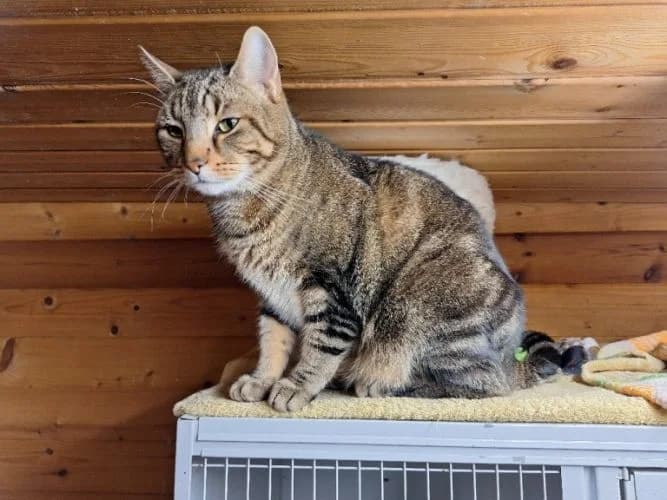 NEO, male 3yo Mixed Breed for adoption at Waldtierheim Celle