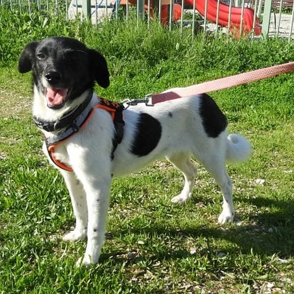 Annet, female young Mixed Breed for adoption at Tierfreunde Patras e.V., Ratingen