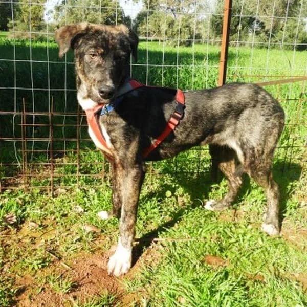 Arco,  young Mixed Breed for adoption at Tierfreunde Patras e.V., Ratingen