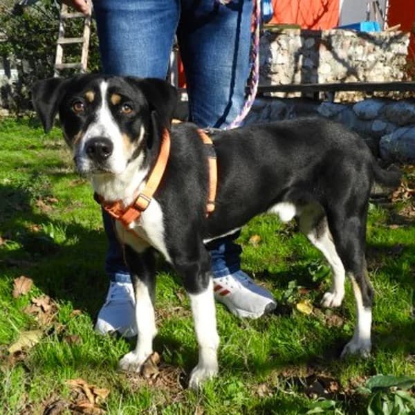 Artemis, male 3yo Mixed Breed for adoption at Tierfreunde Patras e.V., Ratingen
