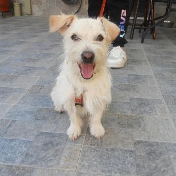 Coucky,  puppy Mixed Breed for adoption at Tierfreunde Patras e.V., Ratingen