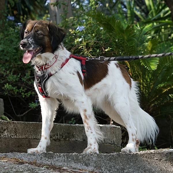 Fenia, female young Mixed Breed for adoption at Tierfreunde Patras e.V., Ratingen