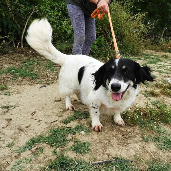 Irma, Mixed Breed (Tierfreunde Patras e.V.)